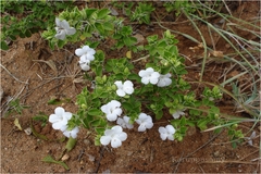 Barleria buxifolia